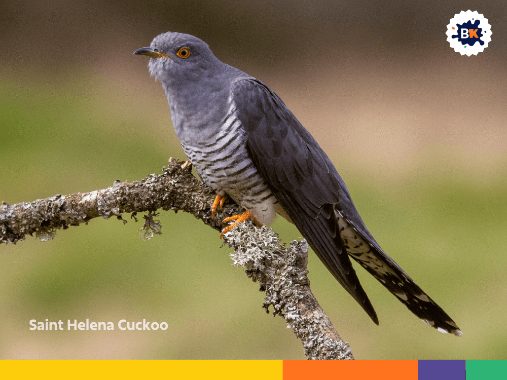 Saint Helena Cuckoo Saint Helena Cuckoo