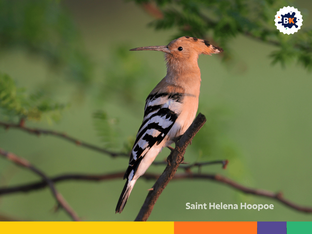 Saint Helena Hoopoe Saint Helena Hoopoe