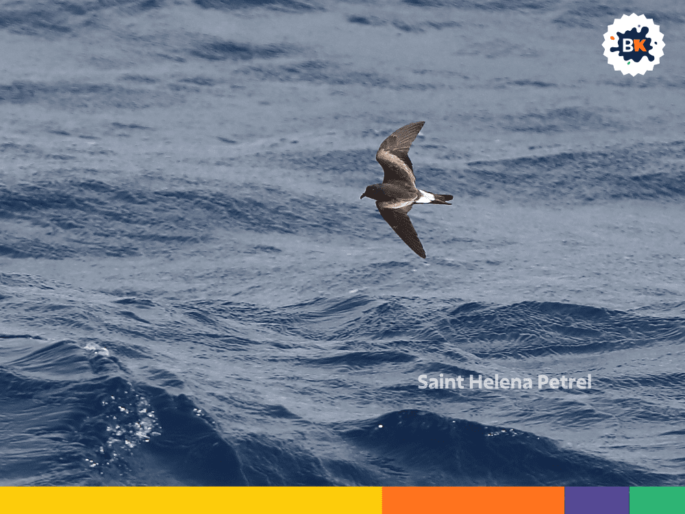 Saint Helena Petrel Saint Helena Petrel