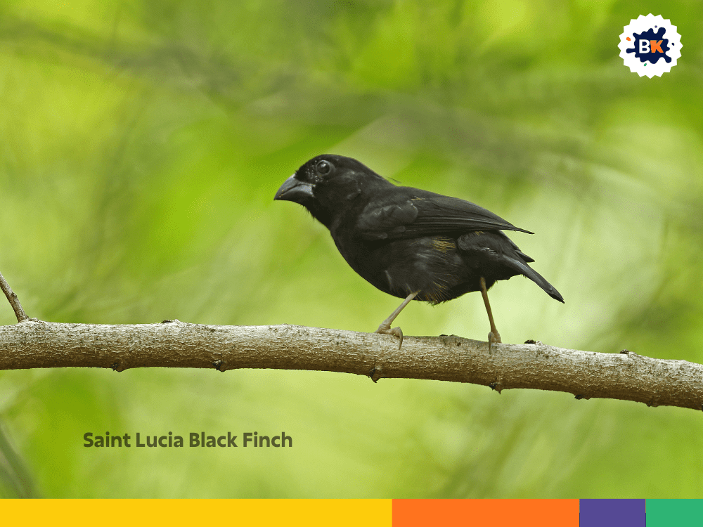 Saint Lucia Black Finch Saint Lucia Black Finch