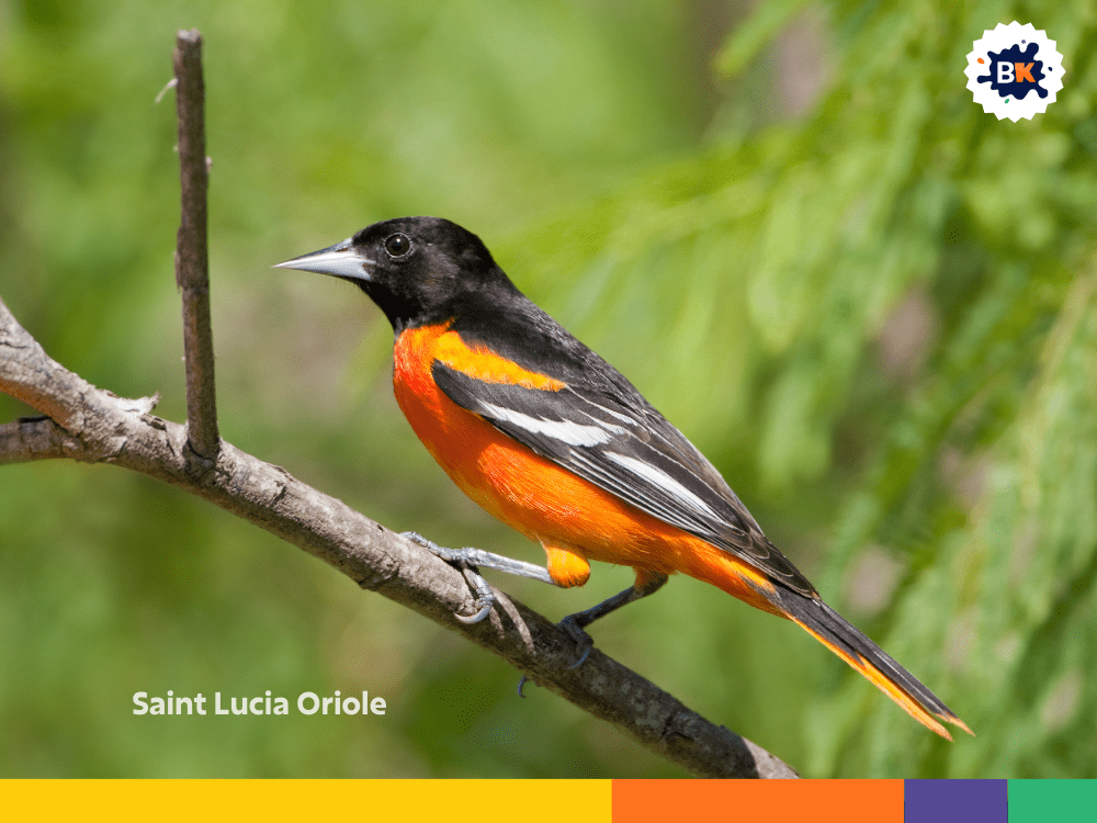 Saint Lucia Oriole Saint Lucia Oriole