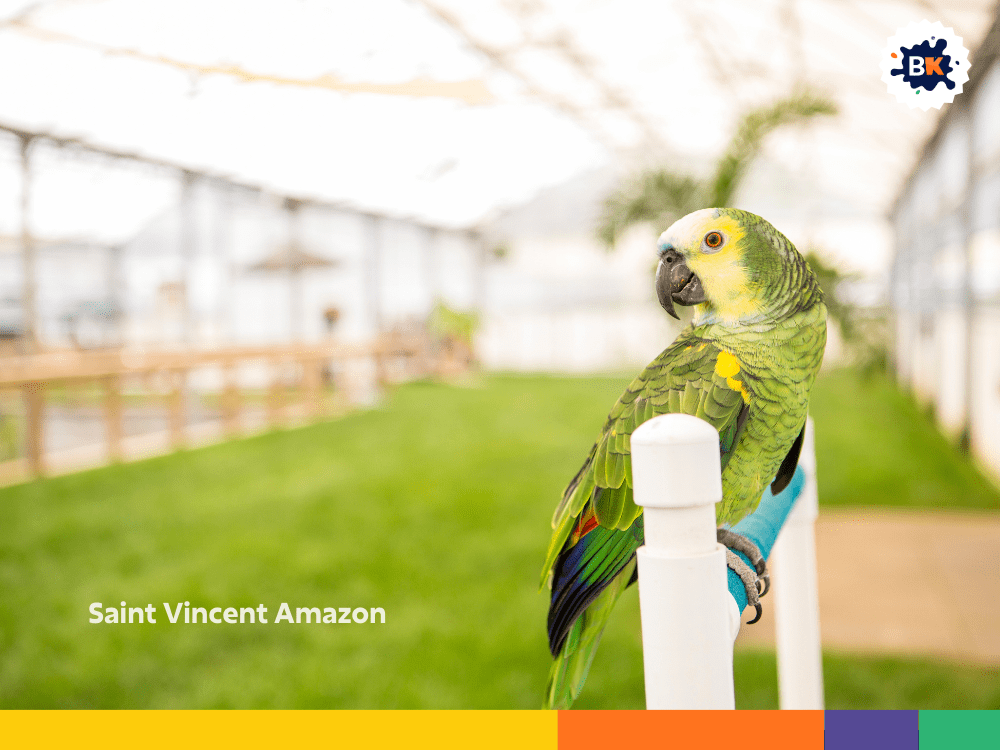 Saint Vincent Amazon Saint Vincent Amazon
