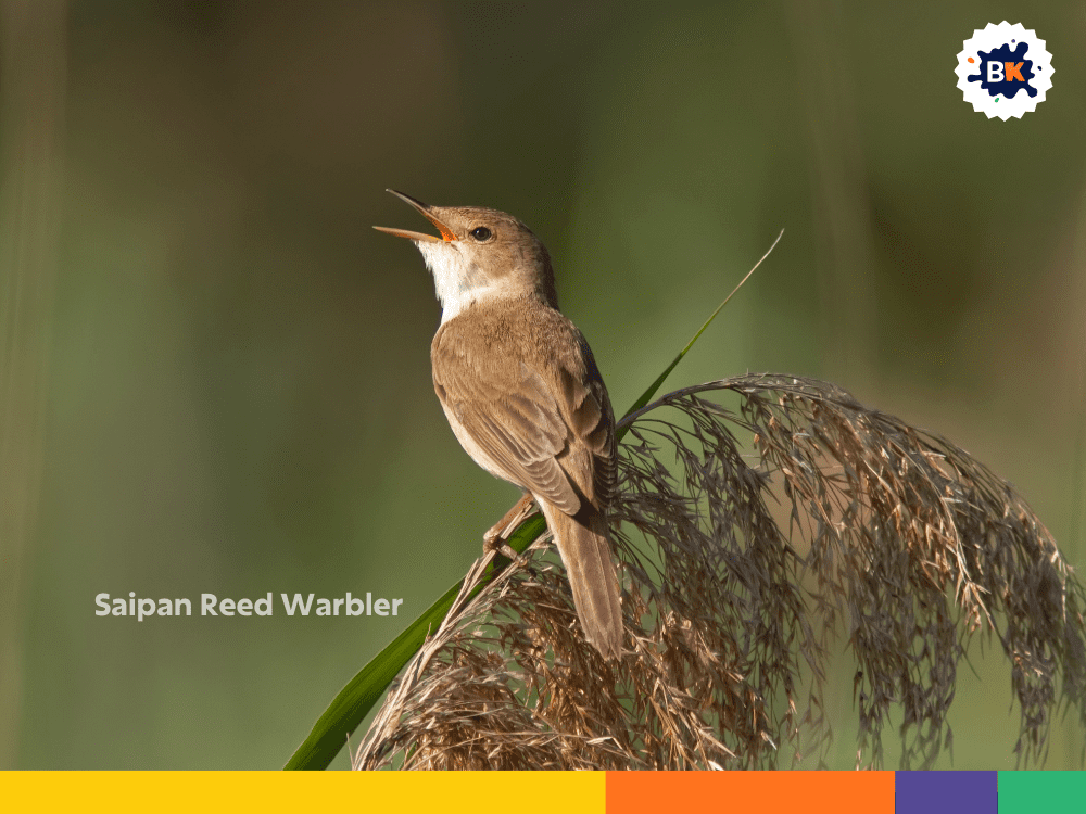 Saipan Reed Warbler Saipan Reed Warbler