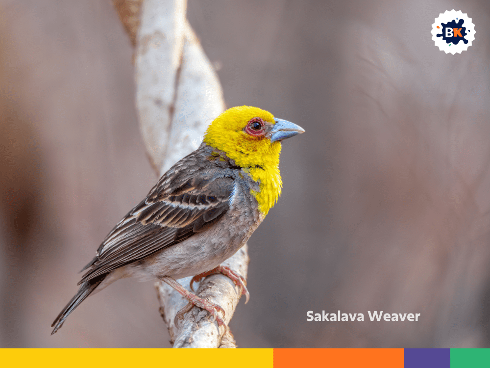 Sakalava Weaver Sakalava Weaver