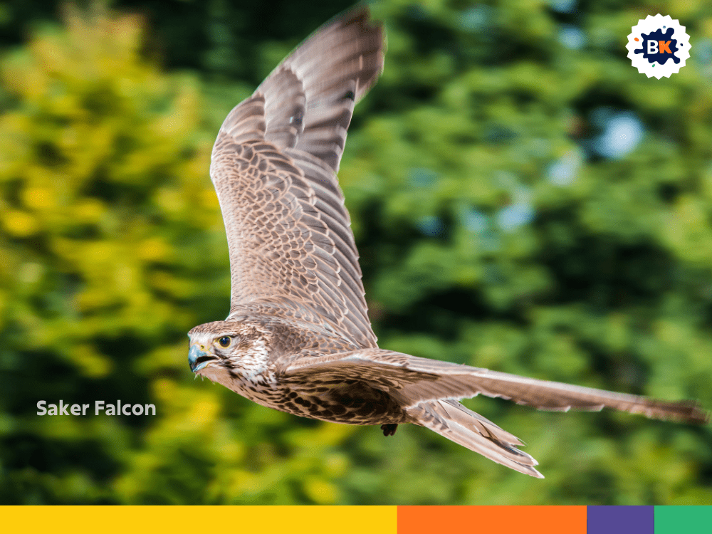 Saker Falcon Saker Falcon