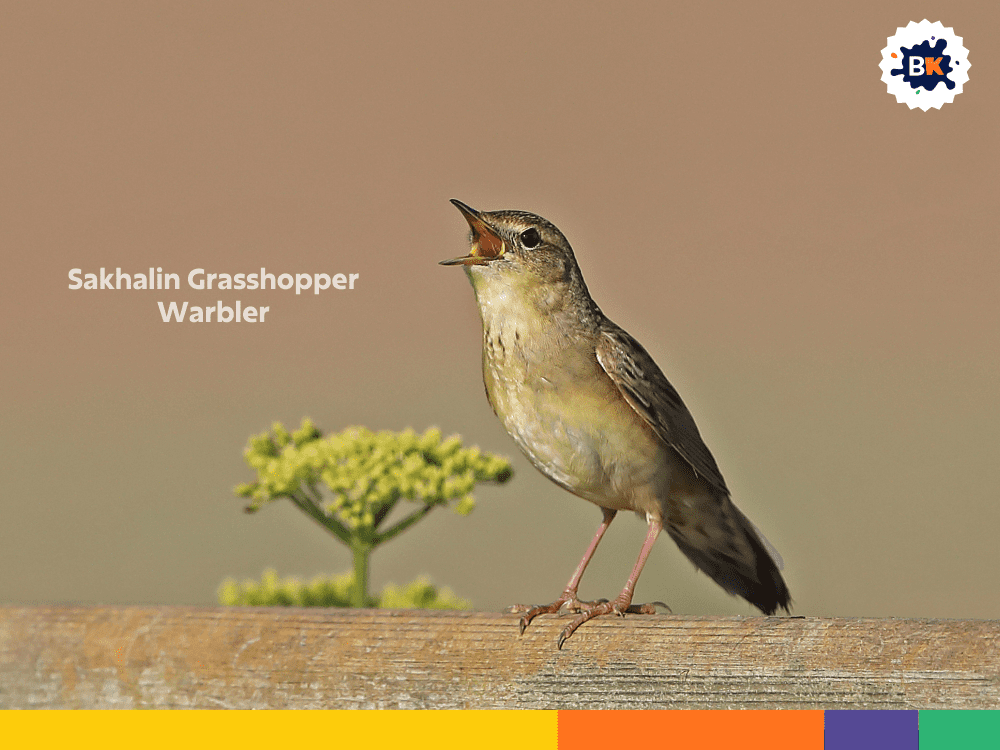 Sakhalin Grasshopper Warbler Sakhalin Grasshopper Warbler