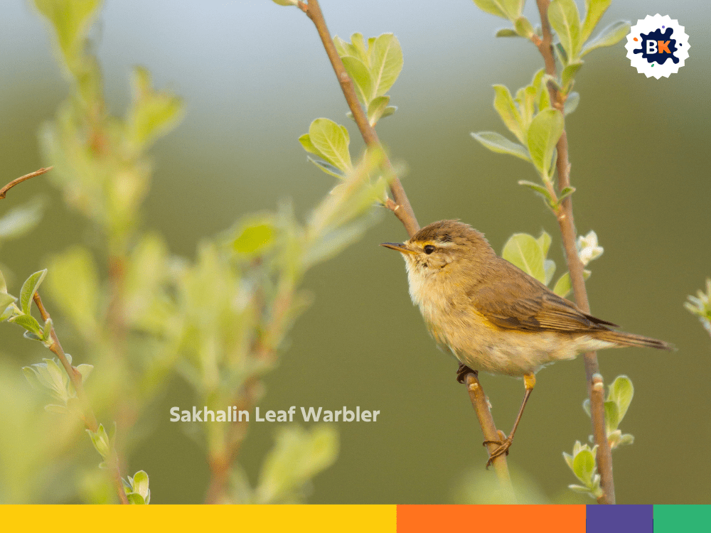 Sakhalin Leaf Warbler Sakhalin Leaf Warbler