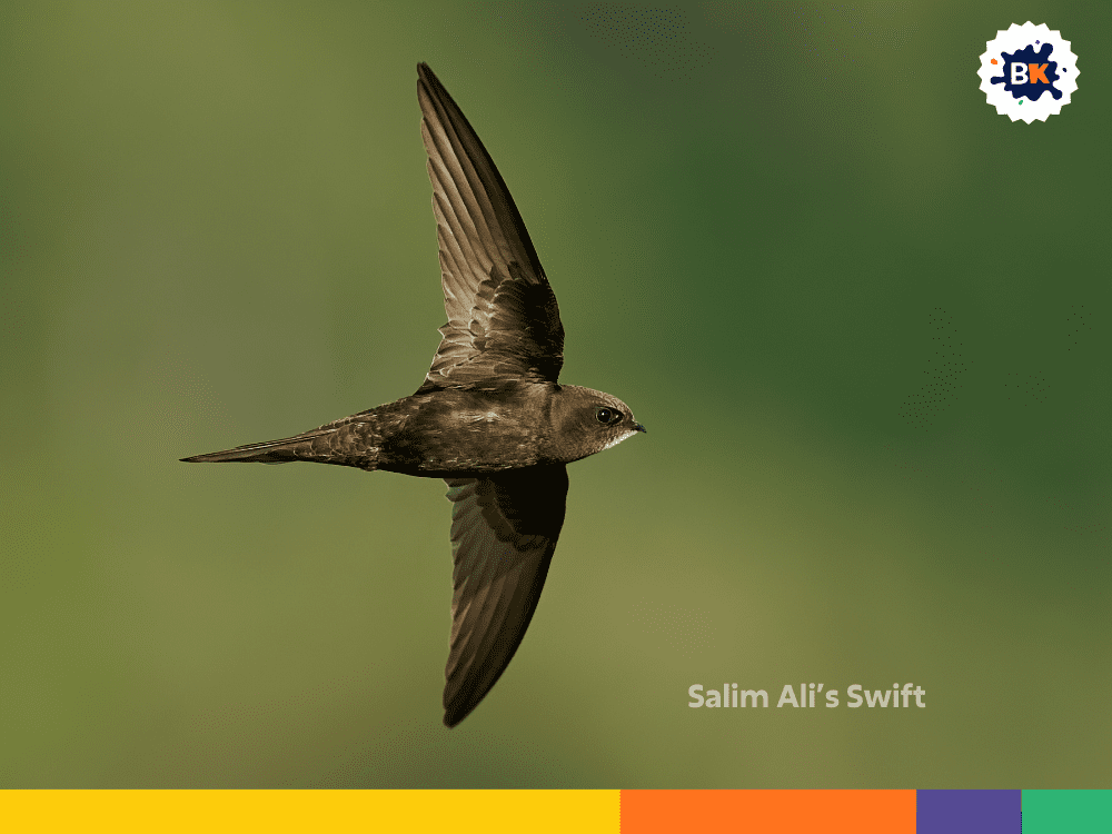 Salim Ali’s Swift Salim Ali’s Swift