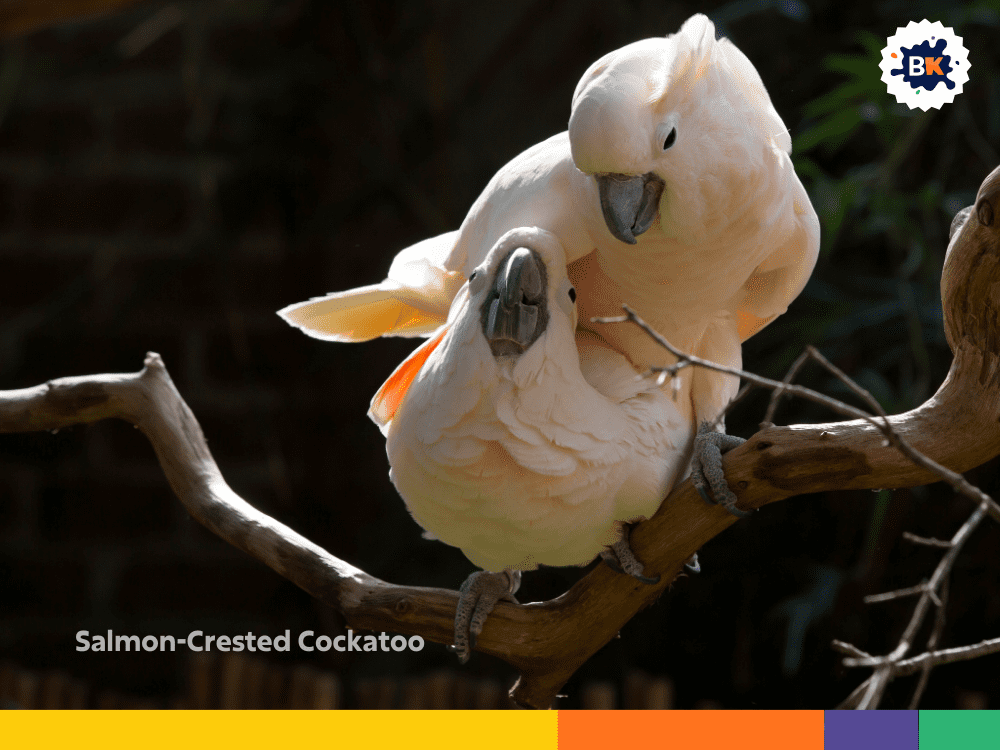 Salmon-Crested Cockatoo Salmon-Crested Cockatoo