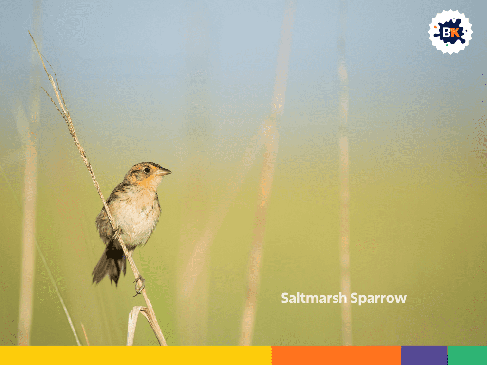 Saltmarsh Sparrow Saltmarsh Sparrow