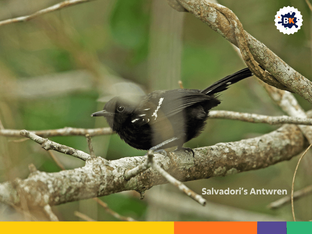 Salvadori’s Antwren Salvadori’s Antwren