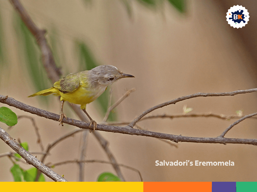 Salvadori’s Eremomela Salvadori’s Eremomela