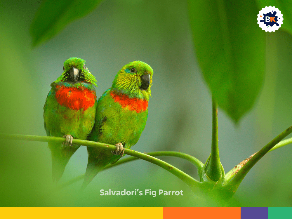 Salvadori’s Fig Parrot Salvadori’s Fig Parrot