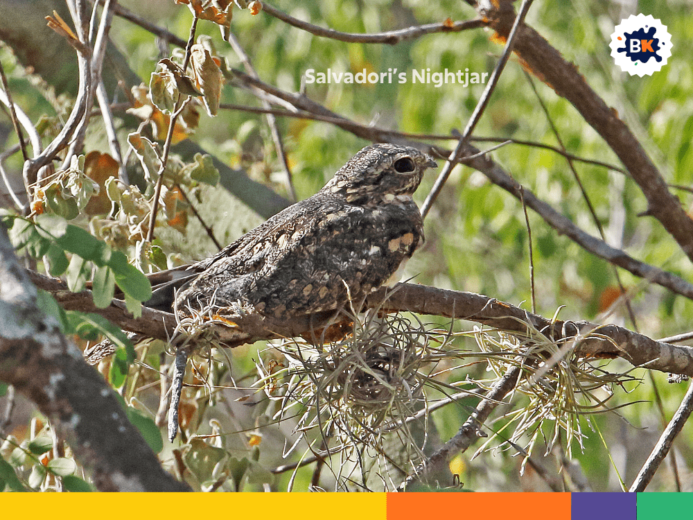 Salvadori’s Nightjar Salvadori’s Nightjar