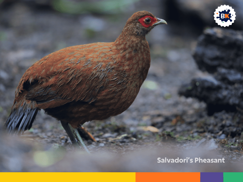 Salvadori’s Pheasant Salvadori’s Pheasant