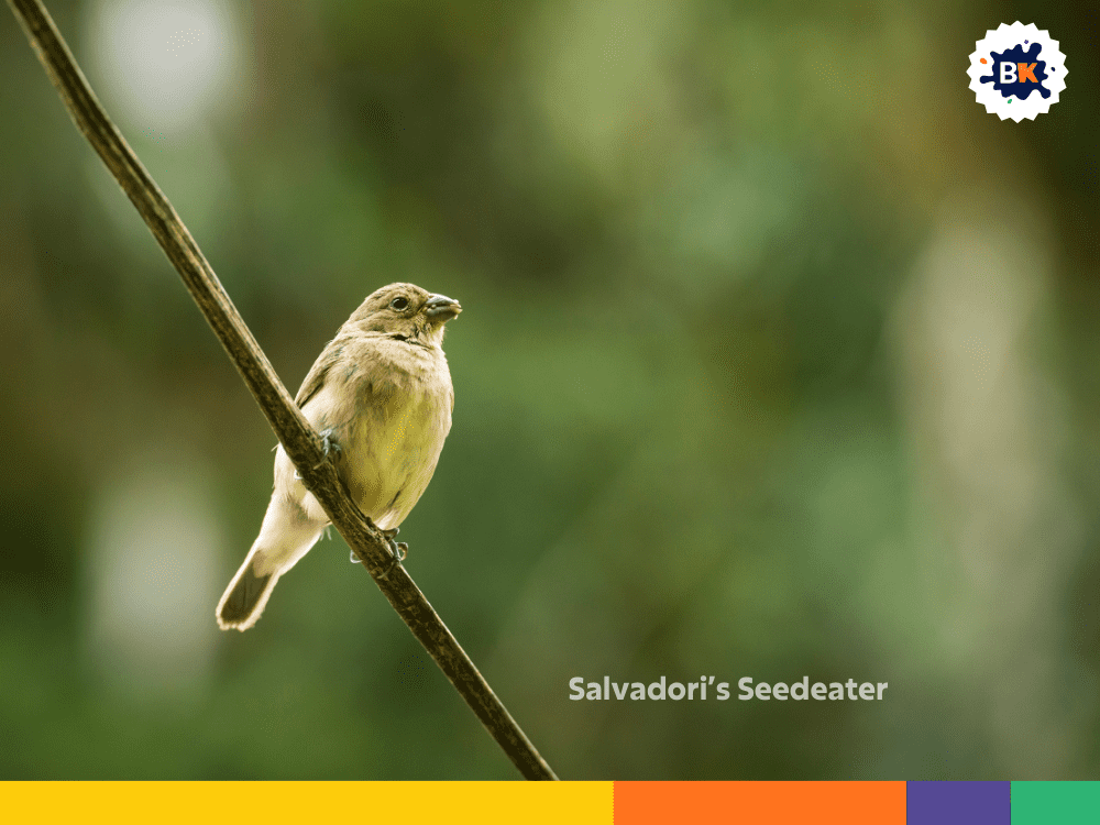 Salvadori’s Seedeater Salvadori’s Seedeater
