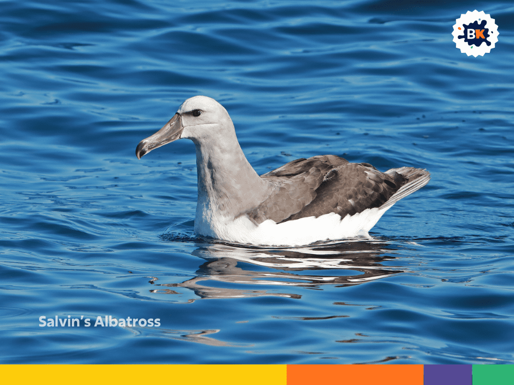 Salvin’s Albatross Salvin’s Albatross