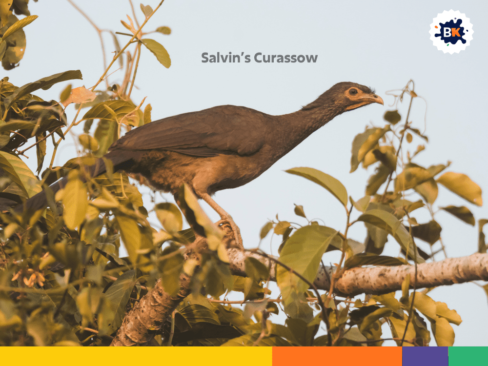 Salvin’s Curassow Salvin’s Curassow