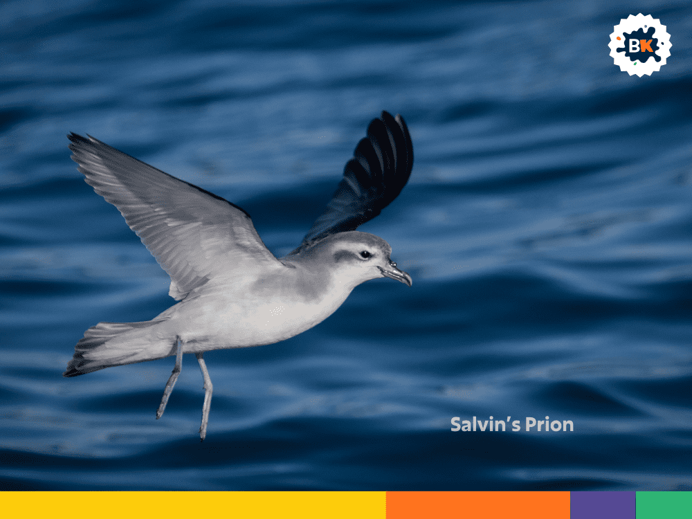 Salvin’s Prion Salvin’s Prion