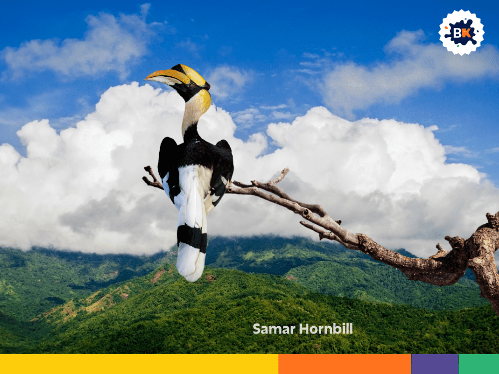 Samar Hornbill Samar Hornbill