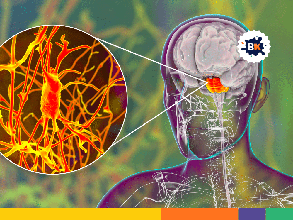 The Brain Can Process Information In Different Modalities The Brain Can Process Information In Different Modalities