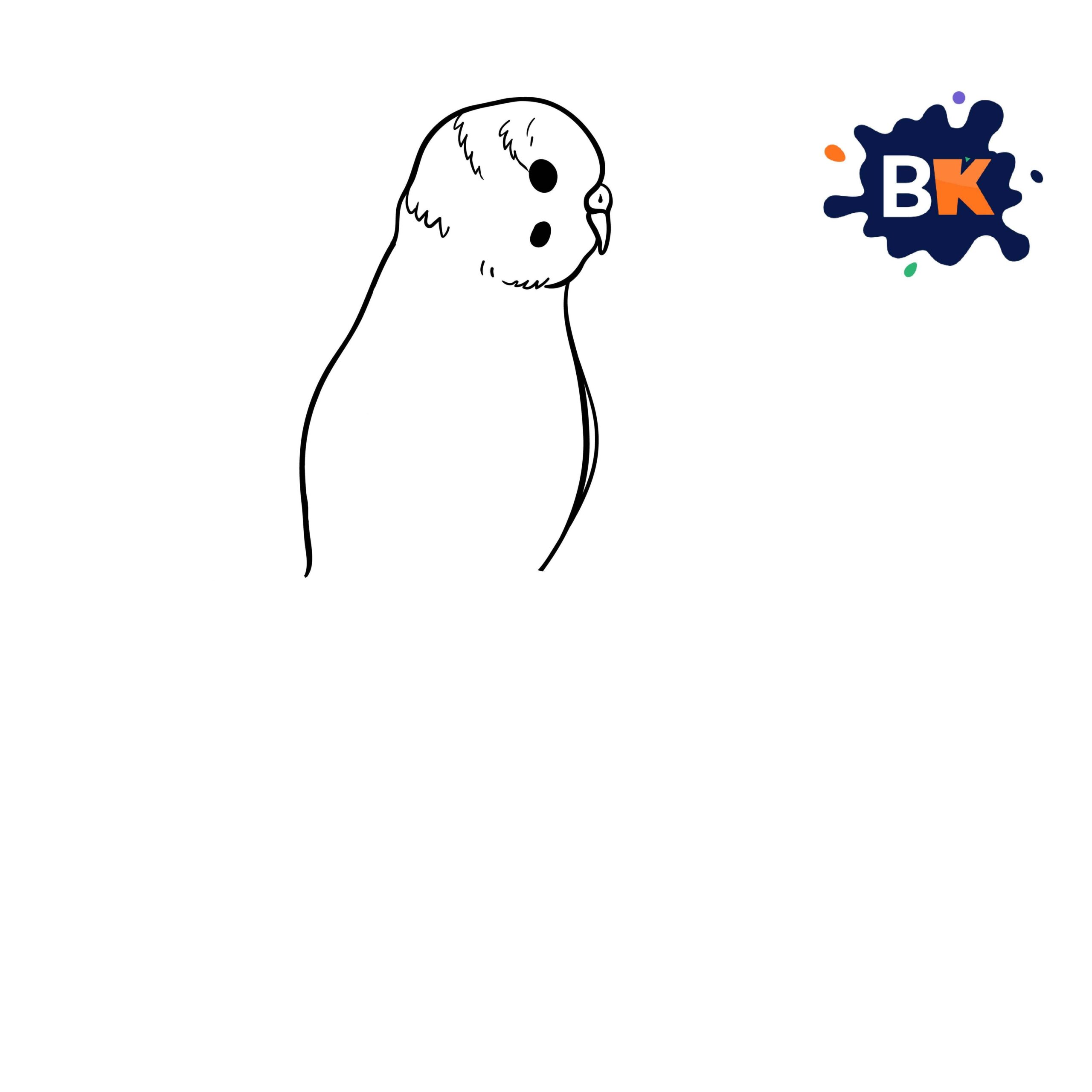 How to Draw a Budgerigar Step How to Draw a Budgerigar Step 4
