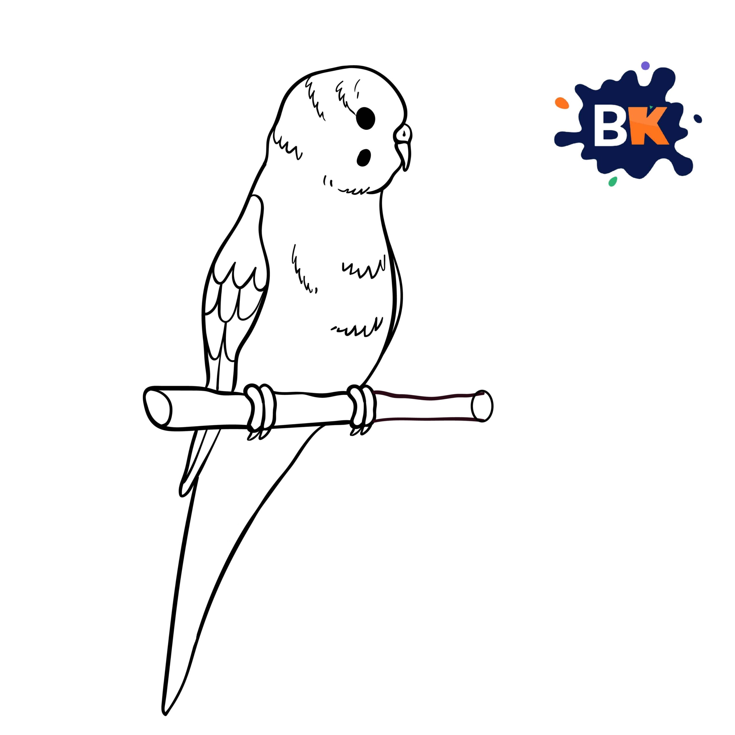 How to Draw a Budgerigar Step 8 How to Draw a Budgerigar Step 8