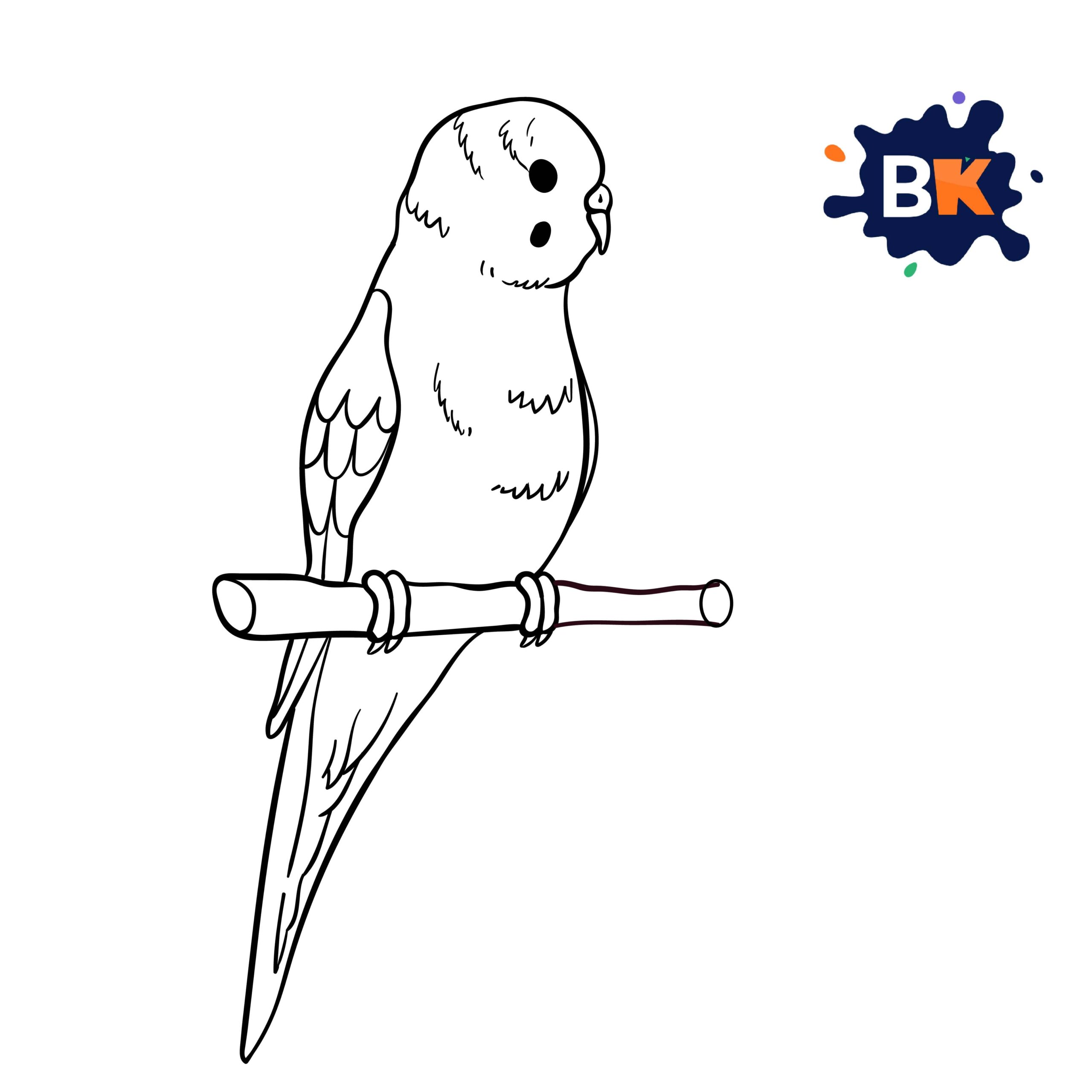 How to Draw a Budgerigar Step How to Draw a Budgerigar Step 9