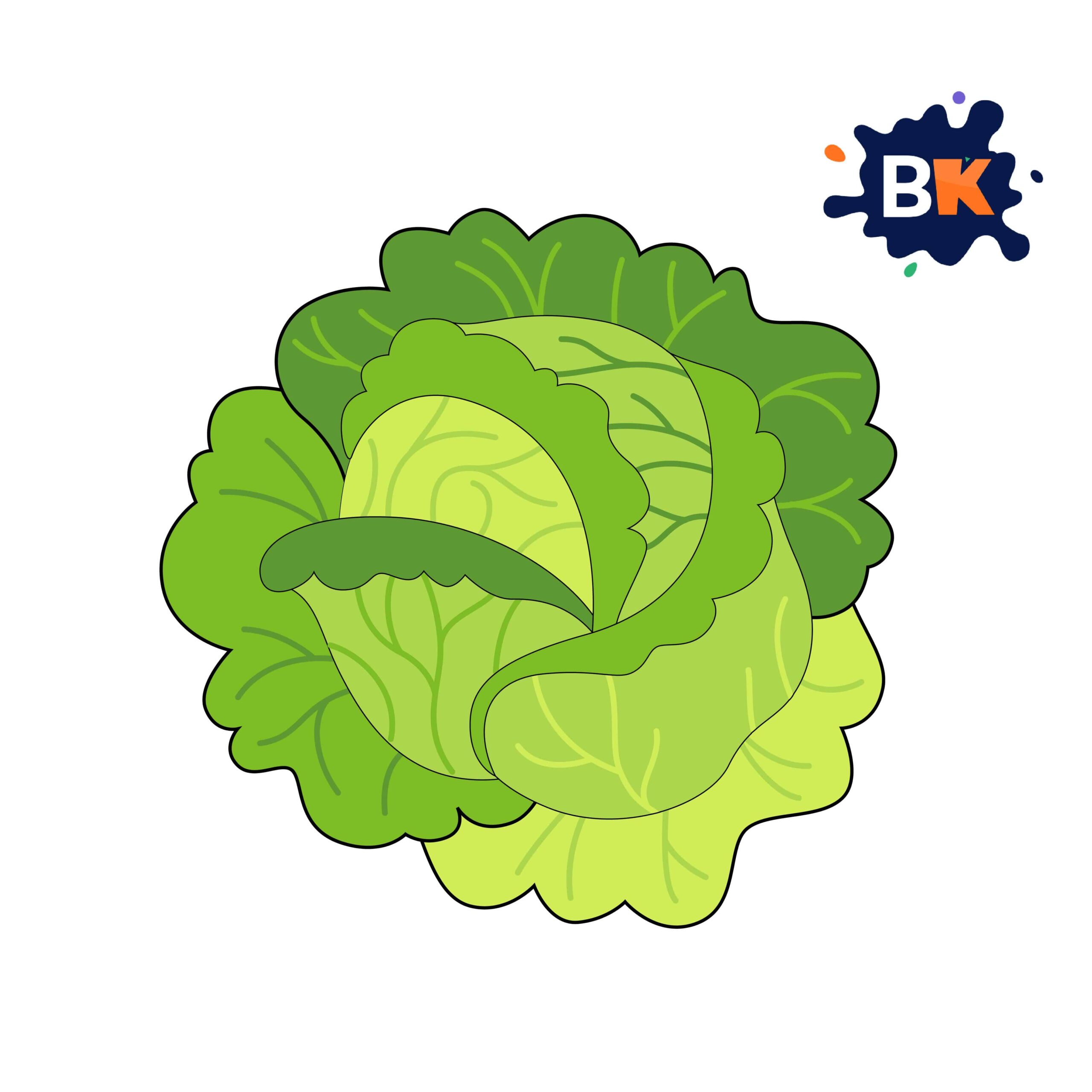 How to Draw a Cabbage Step 10 How to Draw a Cabbage Step 10